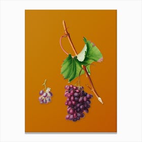 Vintage Grape Barbarossa Botanical on Sunset Orange n.0623 Canvas Print