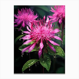 Bee Balm Wildflower In South Western Style (4) Canvas Print
