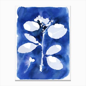 Cyanotype Botanical 2 Canvas Print