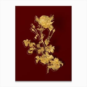 Vintage Celery Leaved Cabbage Rose Botanical in Gold on Red n.0198 Canvas Print