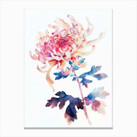 Chrysanthemum 4 Canvas Print