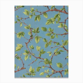 Mulberry 1 Vintage Botanical Fruit Canvas Print