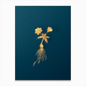 Vintage Cape Tulip b Botanical in Gold on Teal Blue n.0143 Canvas Print