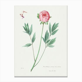 Moutan Peony, Familie Der Cacteen Canvas Print