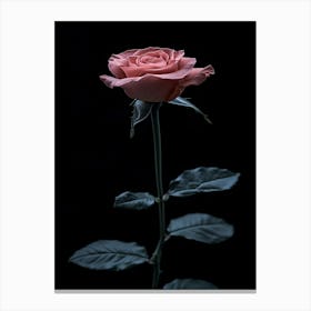 Pink Rose On Black Background 84 Canvas Print