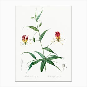 Flame Lily, Pierre Joseph Redoute Canvas Print