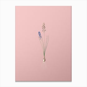 Vintage Autumn Squill Botanical on Soft Pink n.0383 Canvas Print