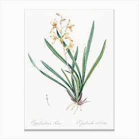 Epidendrum Sinense Illustration, Pierre Joseph Redoute Canvas Print