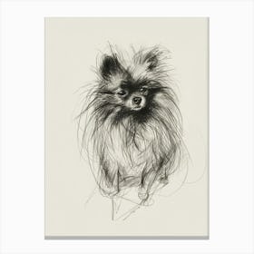 Pomeranian Dog Charcoal Line 2 Canvas Print