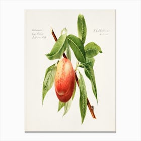 Peach On A Branch 1 Canvas Print