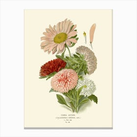 Chrysanthemums 3 Canvas Print