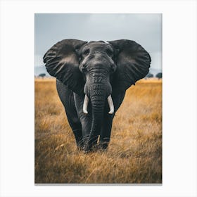 Elephant In The Savannah Canvas Print