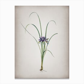 Vintage Grass Leaved Iris Botanical on Parchment n.0584 Canvas Print