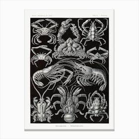 Vintage Krustaceans Diagram; Ernst Haeckel Canvas Print