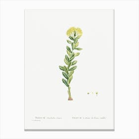 Sedum Rhodiola, Pierre Joseph Redoute Canvas Print