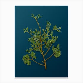 Vintage Atlantic White Cypress Botanical Art on Teal Blue n.0340 Canvas Print