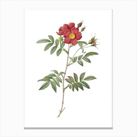 Vintage Rosa Redutea Glauca Botanical Illustration on Pure White n.0866 Canvas Print
