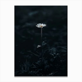 Single Daisy 7 Canvas Print