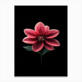 Dahlia Flower 10 Canvas Print