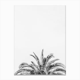 Palm Tree Leaves Canvas Print