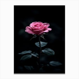 Dark Rose 6 Canvas Print