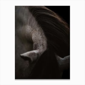 Bending neck of a horse - Belgium horse close up photo print - moody animal photography art Canvas Print