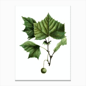 Vintage American Sycamore Botanical Illustration on Pure White n.0442 Canvas Print