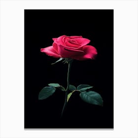 Single Rose On Black Background Canvas Print