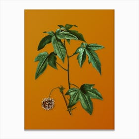 Vintage American Sweetgum Botanical on Sunset Orange n.0336 Canvas Print