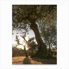 Olive Trees With Sunstar Italy Canvas Print