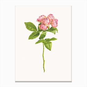 Roses IV Canvas Print