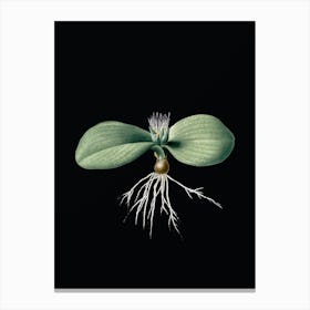 Vintage Massonia Pustulata Botanical Illustration on Solid Black n.0522 Canvas Print