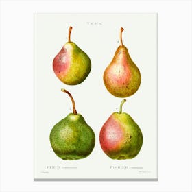 Pear, Pierre Joseph Redoute (2) Canvas Print