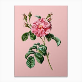 Vintage Pink Wild Rose Botanical on Soft Pink n.0559 Canvas Print