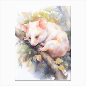Light Watercolor Painting Of A Sleeping Possum 6 Canvas Print