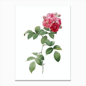 Vintage Seven Sisters Roses Botanical Illustration on Pure White n.0760 Canvas Print