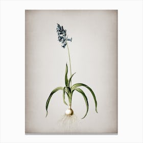 Vintage Common Bluebell Botanical on Parchment n.0266 Canvas Print