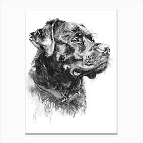 Rottweiler Dog Line Sketch3 Canvas Print