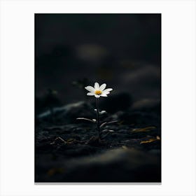 Daisy 20 Canvas Print