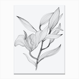 Lily Floral Linear Drawing Canvas Print