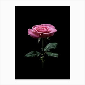 Pink Rose On Black Background 43 Canvas Print