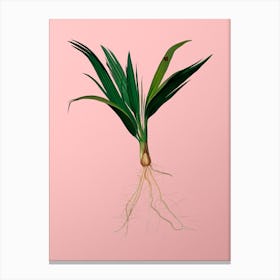 Vintage Date Palm Tree Botanical on Soft Pink n.0091 Canvas Print