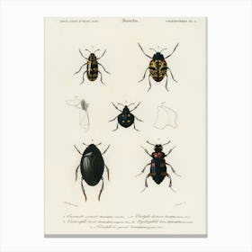Different Types Of Beetles, Charles Dessalines D'Orbigny 2 Canvas Print