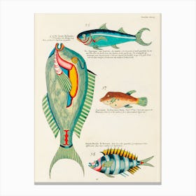 Colourful And Surreal Illustrations Of Fishes Found In Moluccas (Indonesia) And The East Indies, Louis Renard(26) Canvas Print