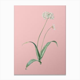 Vintage Spring Garlic Botanical on Soft Pink n.0292 Canvas Print