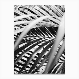 Black And White Palm Leaves 2 Canvas Print