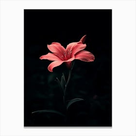 Pink Lily Canvas Print