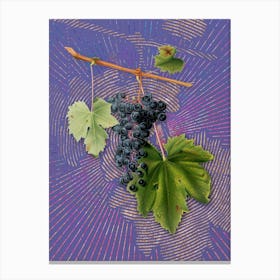 Vintage Grape Colorino Botanical Illustration on Veri Peri n.0729 Canvas Print
