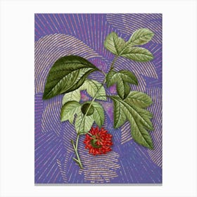 Vintage Paper Mulberry Flower Botanical Illustration on Veri Peri n.0644 Canvas Print