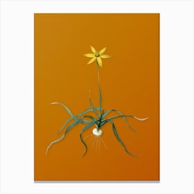 Vintage Hypoxis Stellata Botanical on Sunset Orange n.0375 Canvas Print